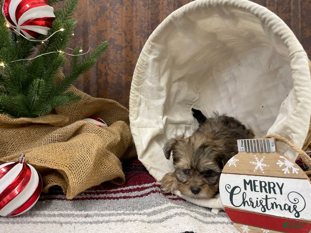 Shihpoo dogs for sale: Callie - Ad 13