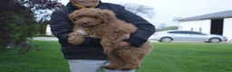Mini Goldendoodle dogs for sale: Shaq - Ad 4