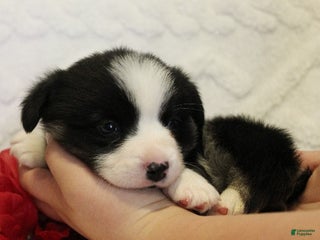 Welsh Corgi Pembroke dogs Comet Genetically CLEAR - Ad 16