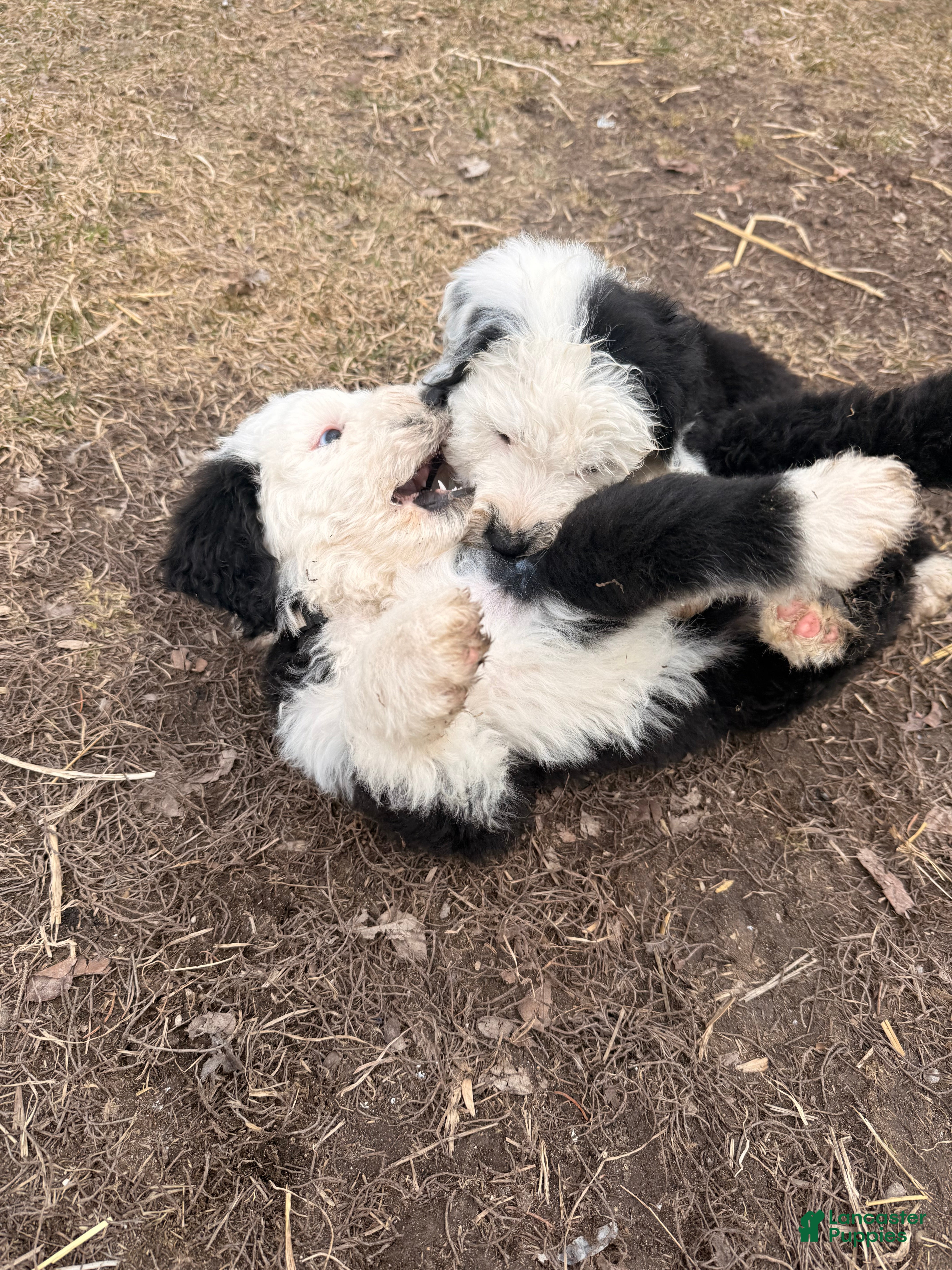 Old English Sheepdog dogs Old English Sheepdog Puppy 5 - Ad 6