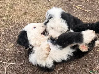 Old English Sheepdog dogs Old English Sheepdog Puppy 5 - Ad 7