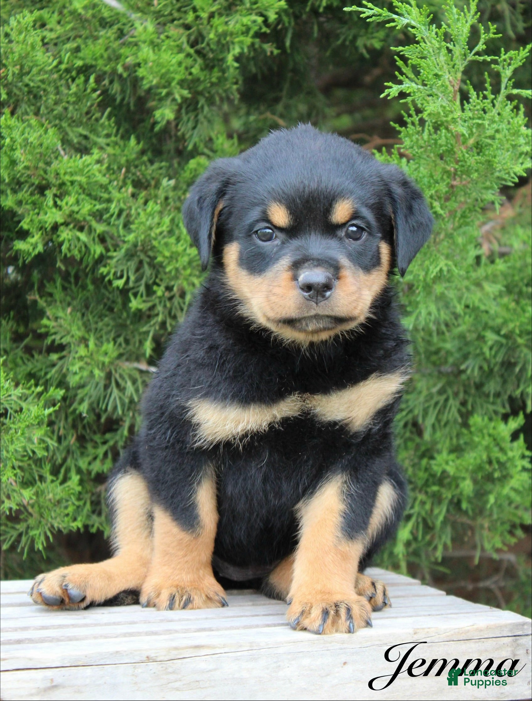 Rottweiler dogs Jemma - Ad 1