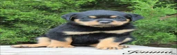 Rottweiler dogs for sale: Jemma - Ad 1
