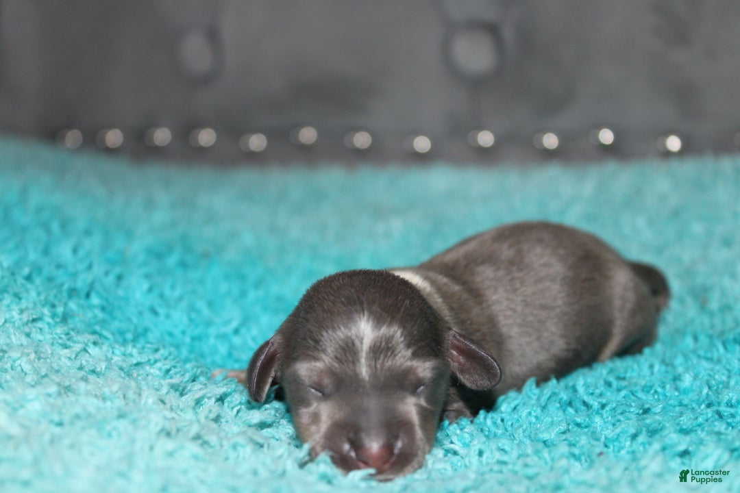 Miniature Dachshund dogs for sale: Belle Mini - Ad 5