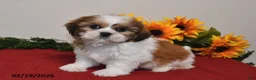 Shih Tzu dogs for sale: Milo - Ad 5