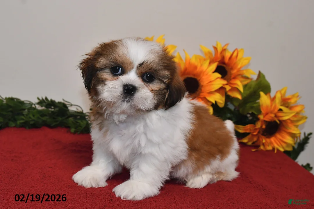 Shih Tzu dogs for sale: Milo - Ad 5