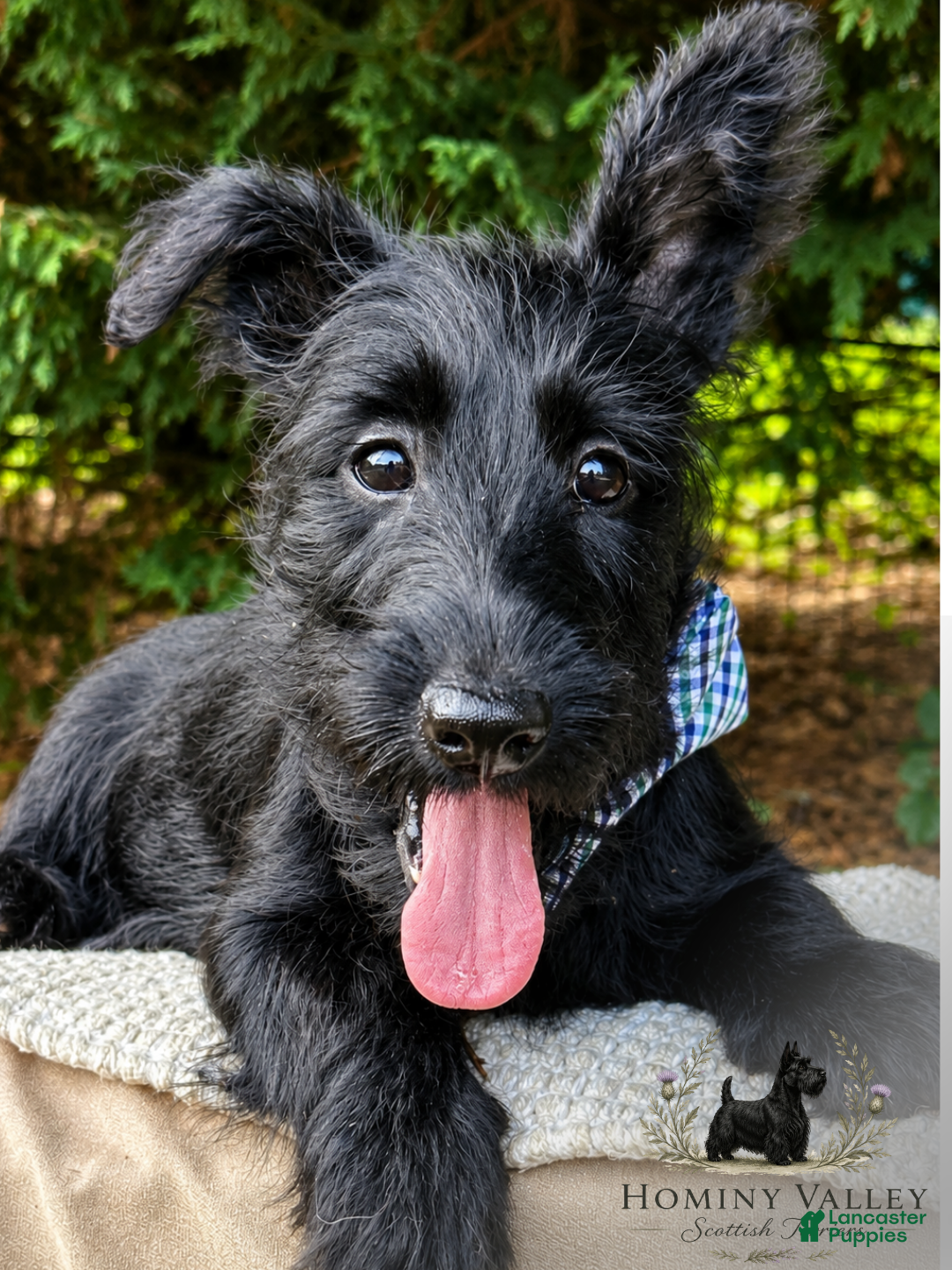 Scottish Terrier dogs Laird-AKC-HealthTestedParents - Ad 1
