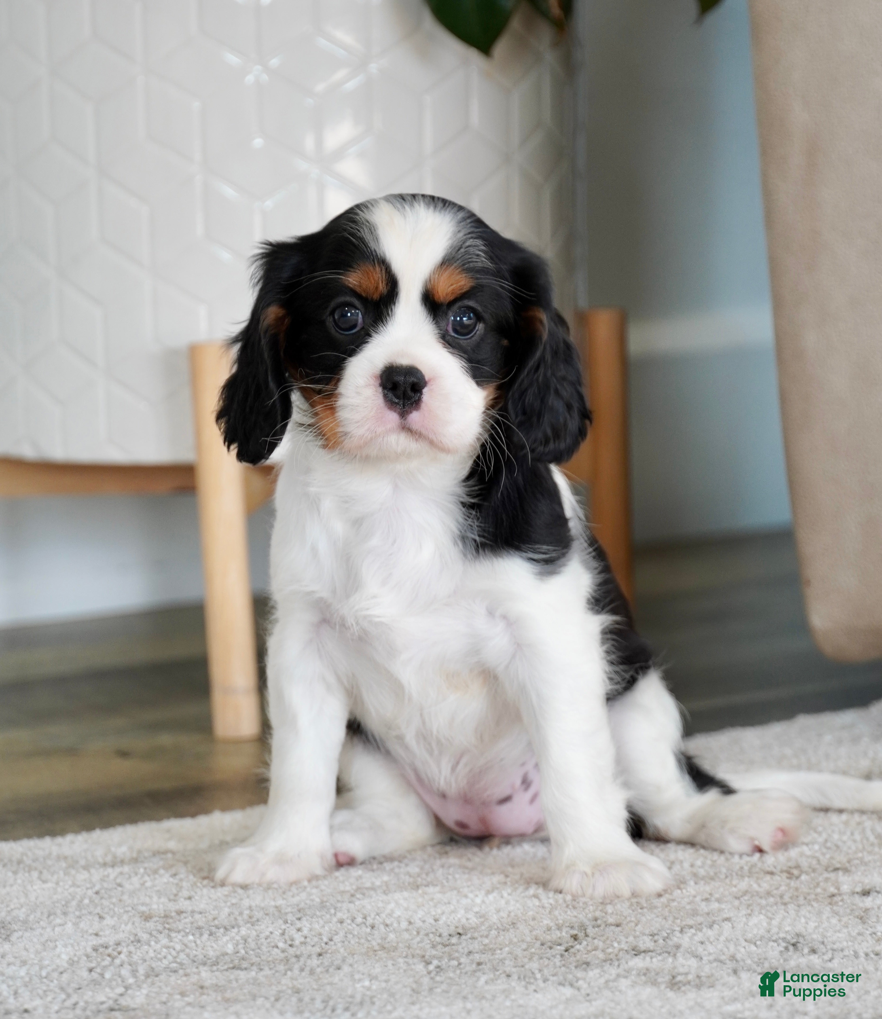 Cavalier King Charles Spaniel dogs Oakley - Ad 2