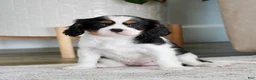 Cavalier King Charles Spaniel dogs for sale: Oakley - Ad 2