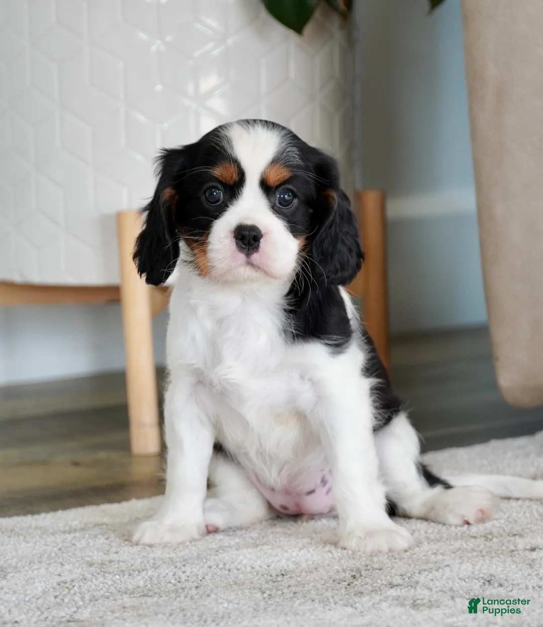 Cavalier King Charles Spaniel dogs for sale: Oakley - Ad 2