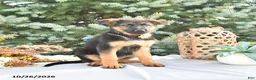 German Shepherd dogs for sale: Pumpkin Von Felde - Ad 3