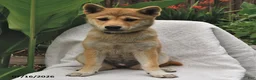 Shiba Inu dogs for sale: Starlight - Ad 4