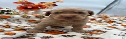 Labradoodle dogs for sale: Penny  - Ad 1