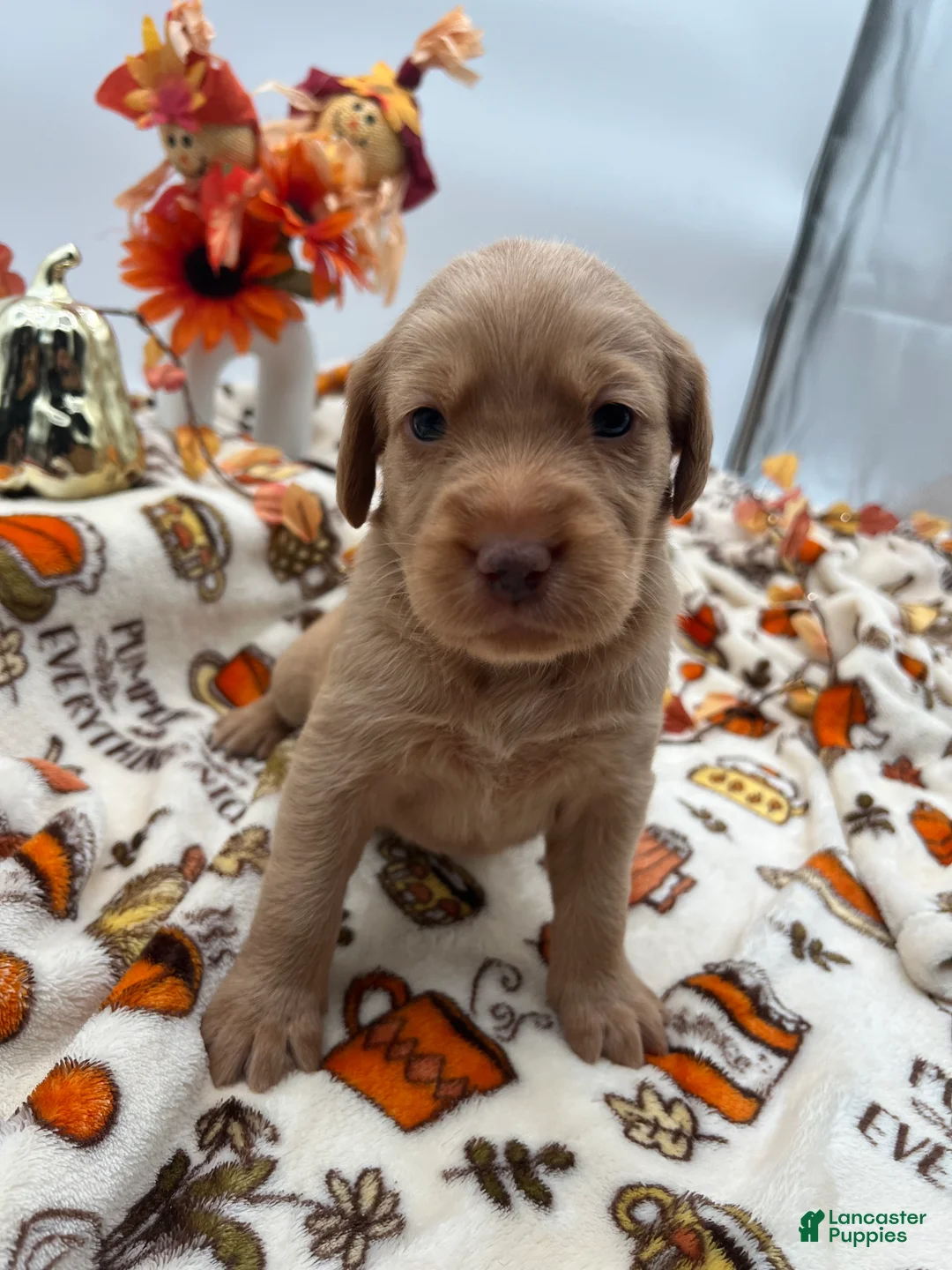 Labradoodle dogs for sale: Penny  - Ad 1