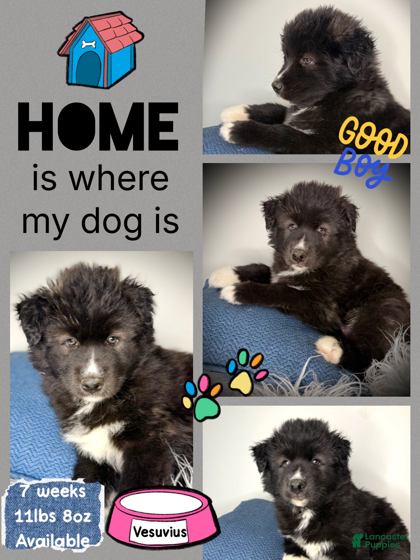 Siberian Husky dogs Vesuvius - Ad 18