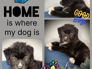 Siberian Husky dogs Vesuvius - Ad 18