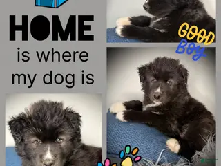 Siberian Husky dogs Vesuvius - Ad 26