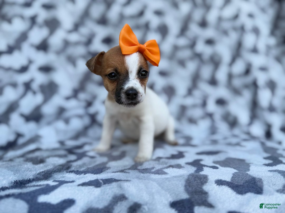 Jack Russell Terrier dogs for sale: Blakeleigh - Ad 6