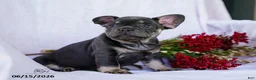 French Bulldog dogs for sale: Diesel - Ad 6