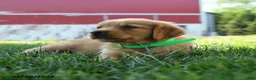 Golden Retriever dogs for sale: Harper - Ad 3