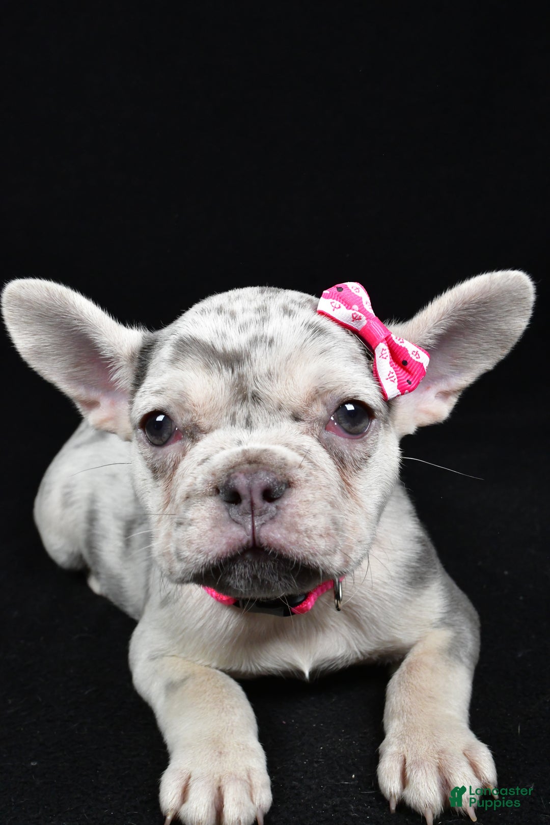 French Bulldog dogs for sale: Biscuit  - Ad 8