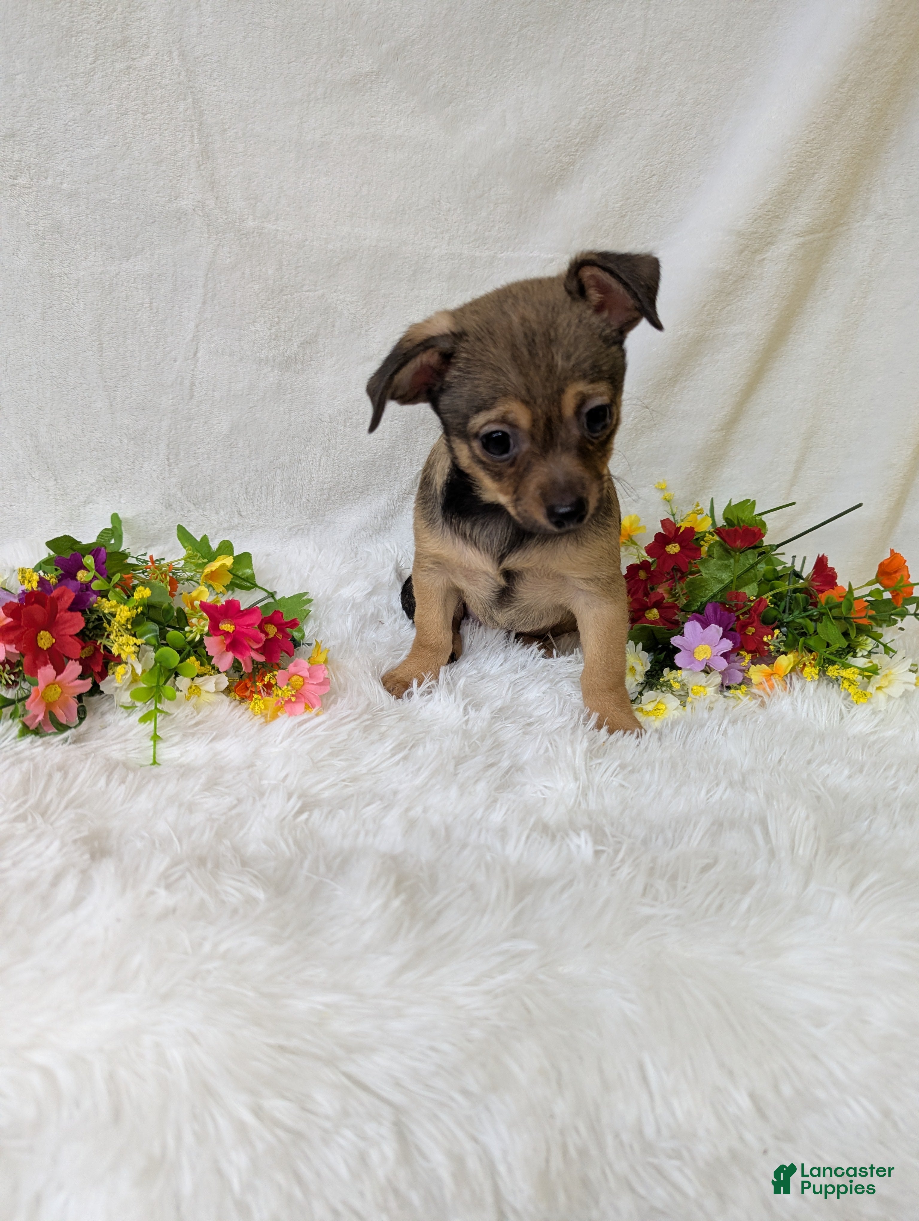 Chihuahua dogs Little bear - Ad 2