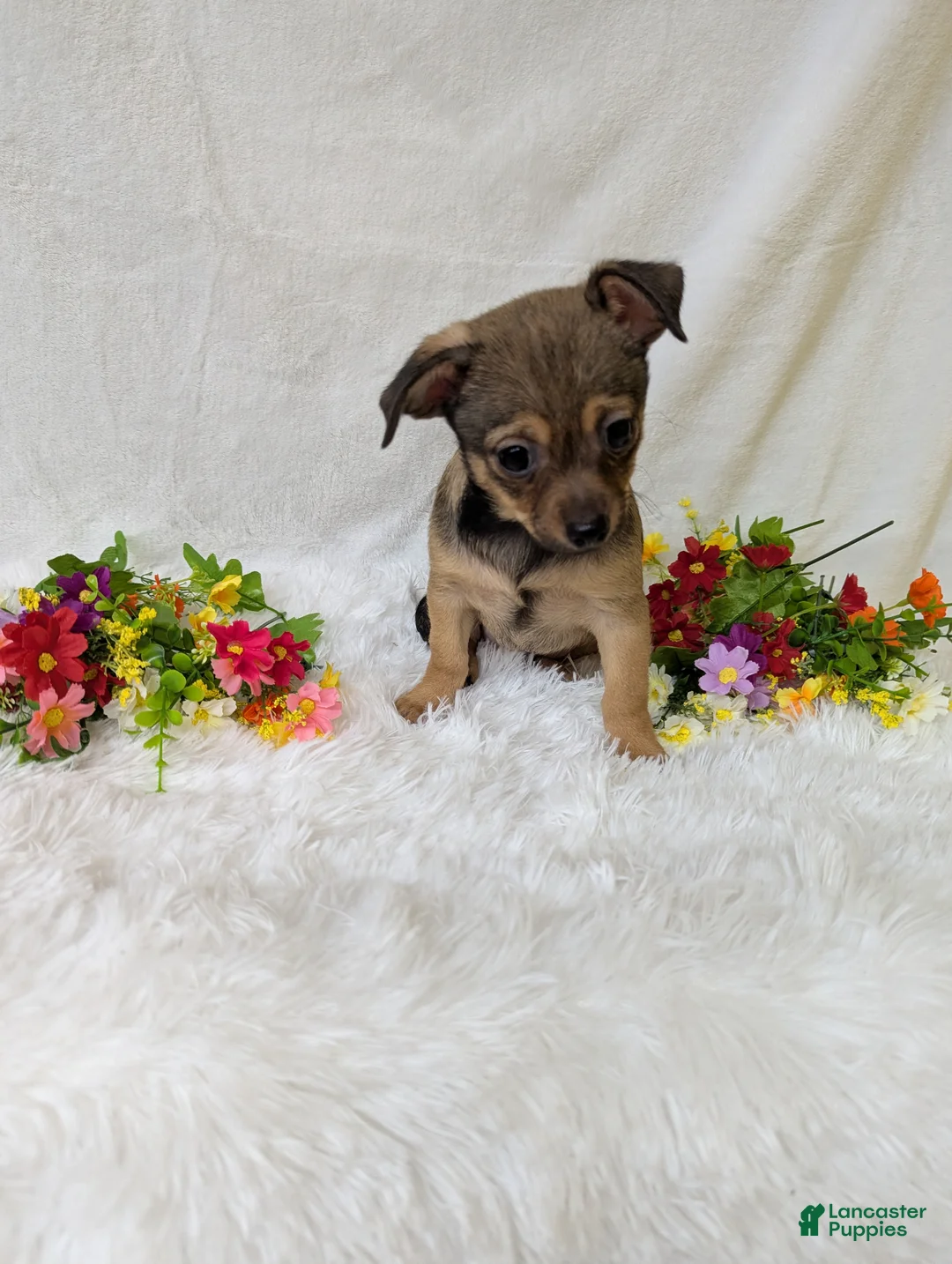 Chihuahua dogs for sale: Little bear - Ad 2