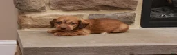 Jackapoo dogs for sale: Jandon - Ad 6