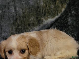 Cavachon dogs Daisy - Ad 25