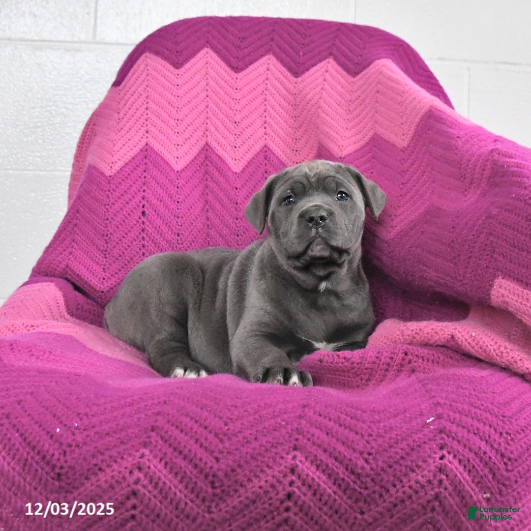 Cane Corso dogs for sale: Remi  - Ad 2