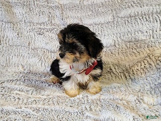 Yorkiepoo dogs Dandy - Ad 35
