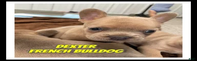 Dexter