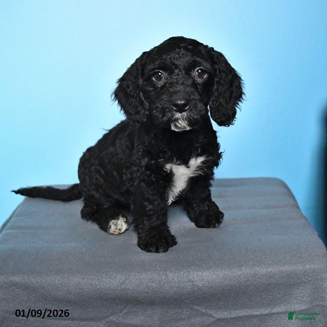 Cockapoo dogs for sale: Millie - Ad 3