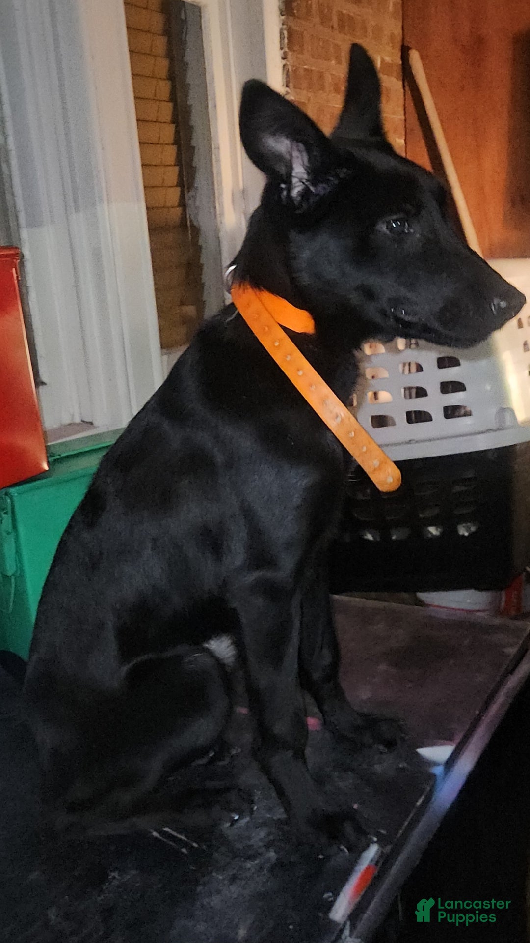 Belgian Malinois dogs for sale: Amber - Ad 3