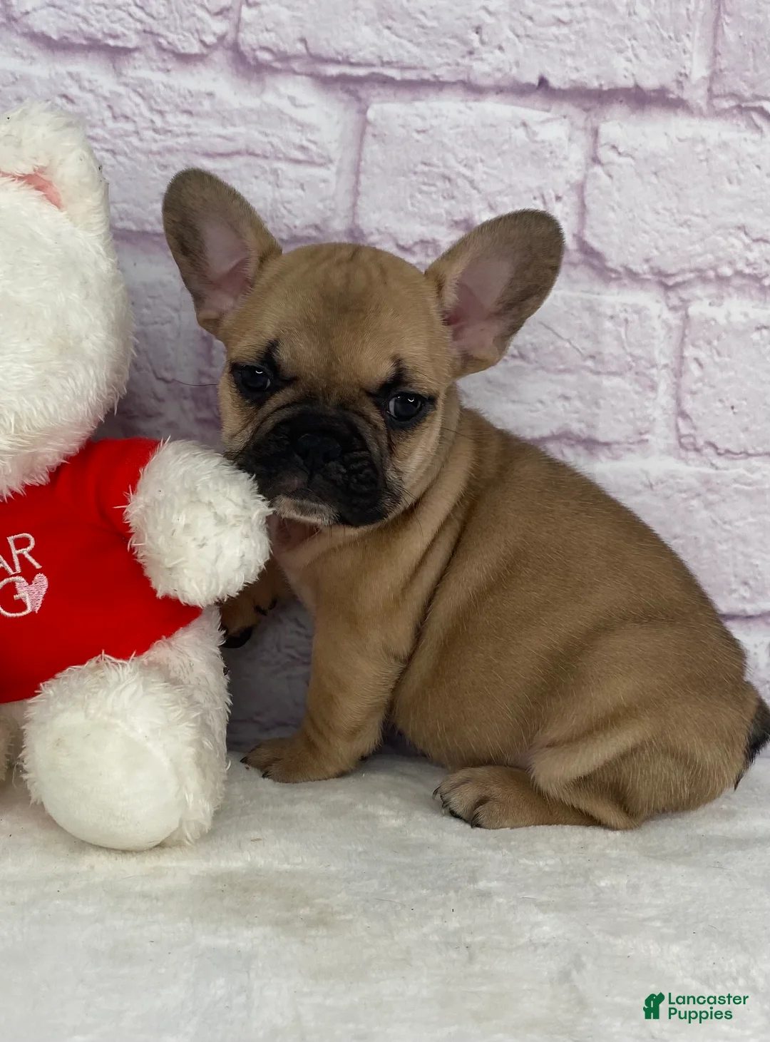 French Bulldog dogs for sale: Payton - Ad 3