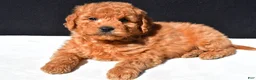 Mini Goldendoodle dogs for sale: Teddy - Ad 4