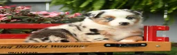 Australian Shepherd dogs for sale: Finn - Ad 5