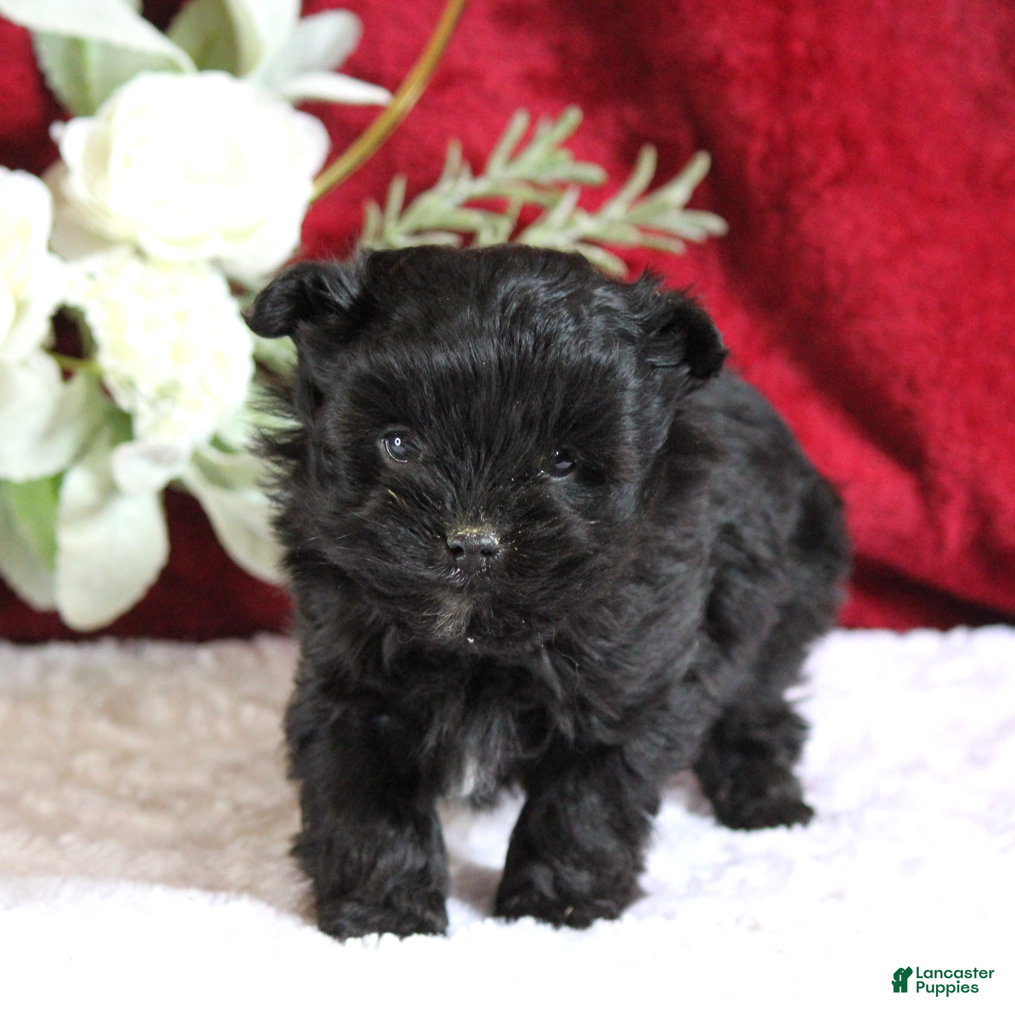 Yorkiepoo dogs Baxtor - Ad 2