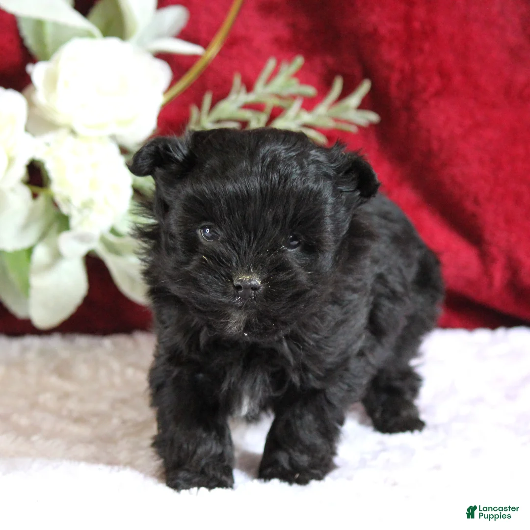 Yorkiepoo dogs for sale: Baxtor - Ad 2