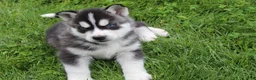 Siberian Husky dogs for sale: Bingo - Ad 4