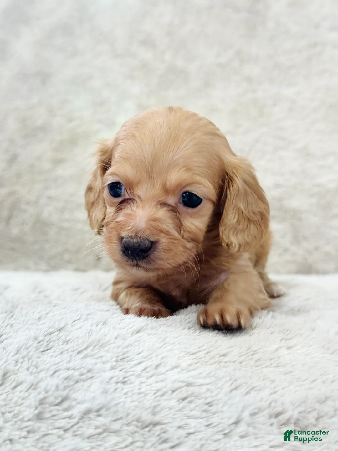 Miniature Dachshund dogs for sale: AKC Longhair Red Girl Mini Dachshund - Ad 1