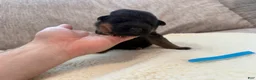 German Shepherd dogs for sale: Blue Boy - Ad 5
