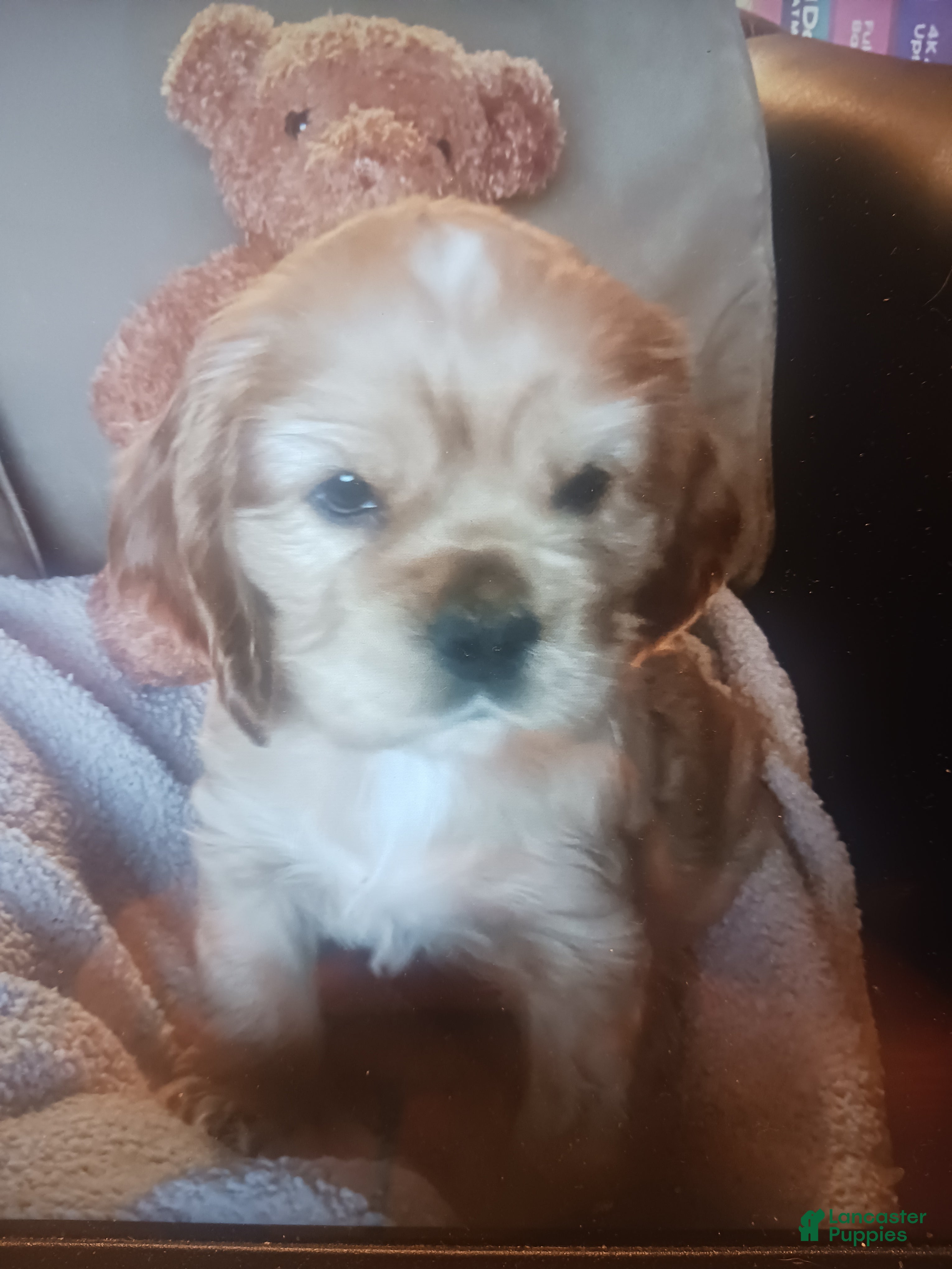 Cocker Spaniel dogs Chet 1st born - Ad 10
