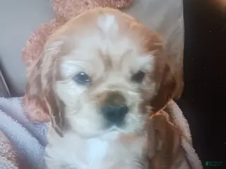 Cocker Spaniel dogs Chet 1st born - Ad 10