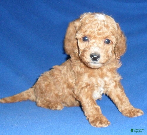 Cockapoo dogs Bentley - Ad 6