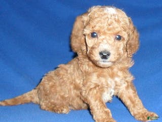 Cockapoo dogs Bentley - Ad 8
