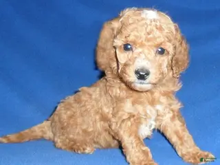 Cockapoo dogs Bentley - Ad 4