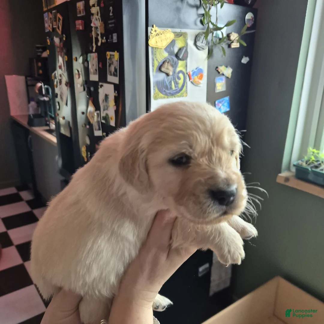 Golden Retriever dogs for sale: Golden Retriever Puppy 2 - Ad 1