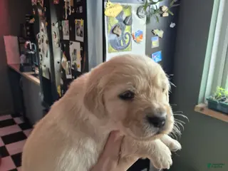 Golden Retriever dogs Golden Retriever Puppy 2 - Ad 9