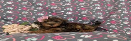 Yorkiepoo dogs for sale: Audrey - Ad 4